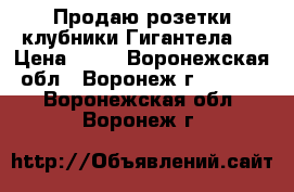 Продаю розетки клубники Гигантела.  › Цена ­ 25 - Воронежская обл., Воронеж г.  »    . Воронежская обл.,Воронеж г.